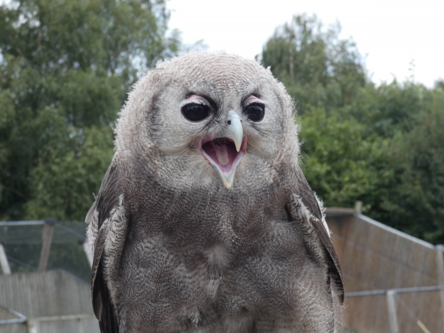 Milky eagle owl