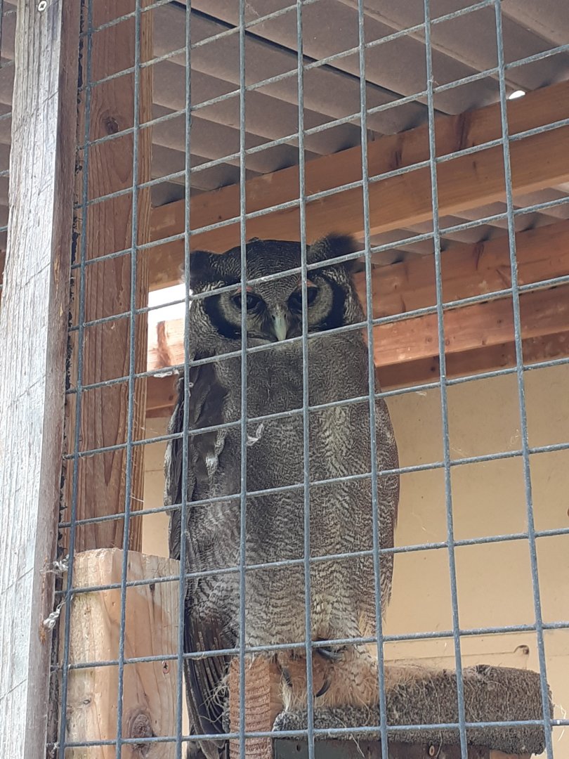 Milky eagle owl
