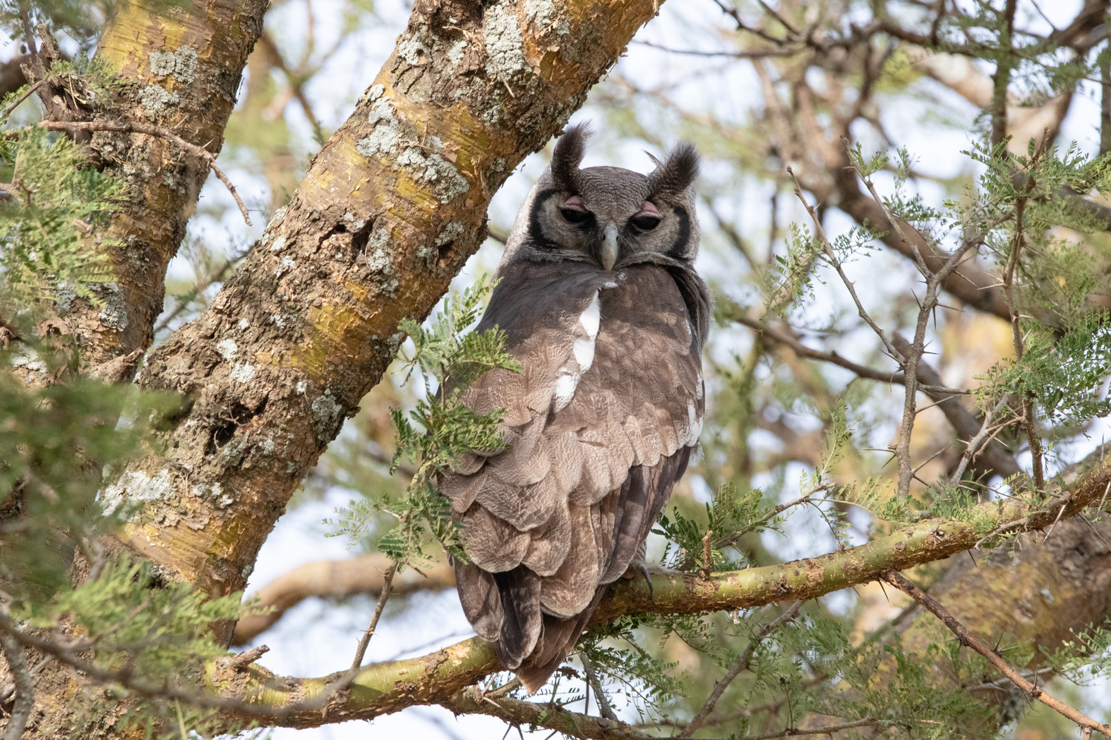 Milky Eagle-Owl