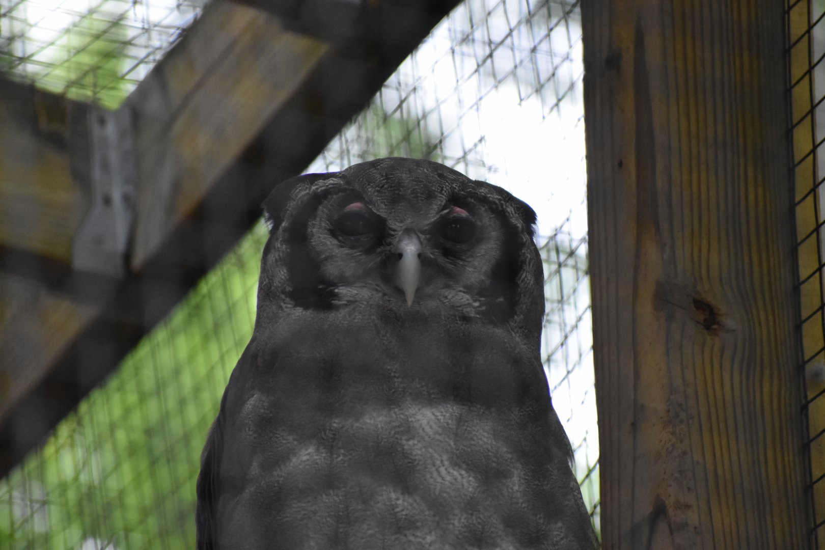 Milky Eagle  Owl