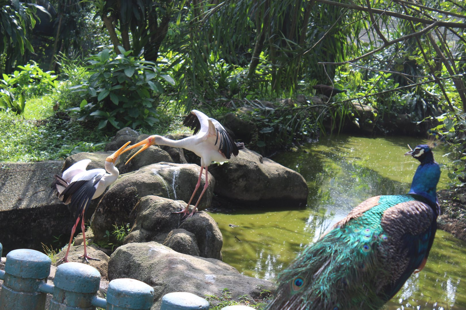 Milky stork fighting