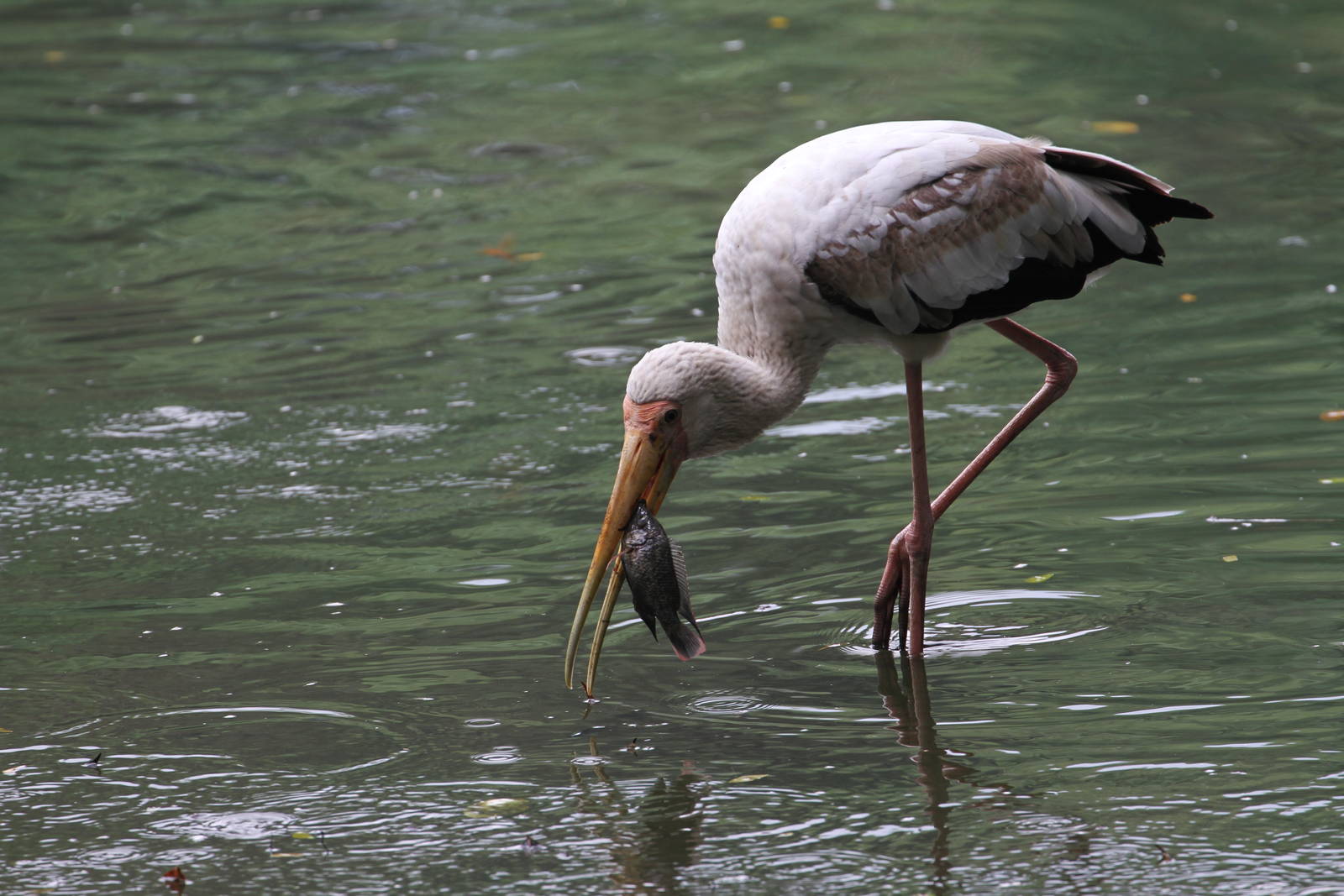 Milky Stork Fishing