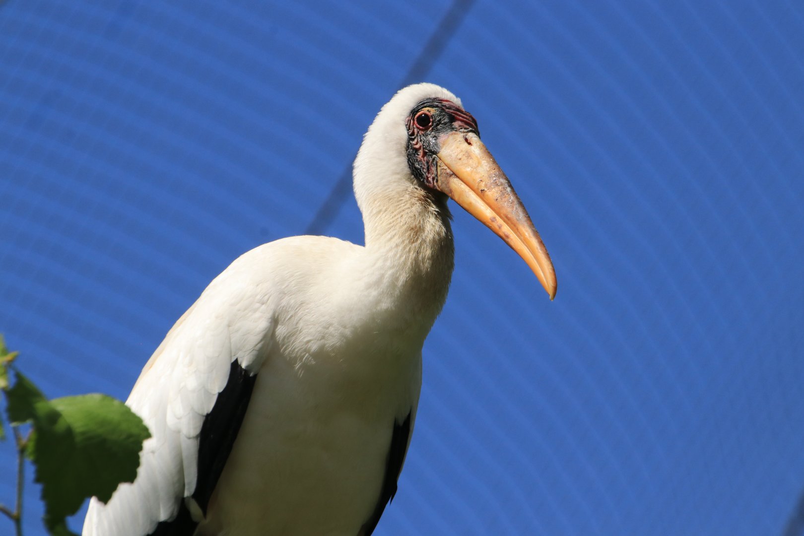 Milky stork - May 2020