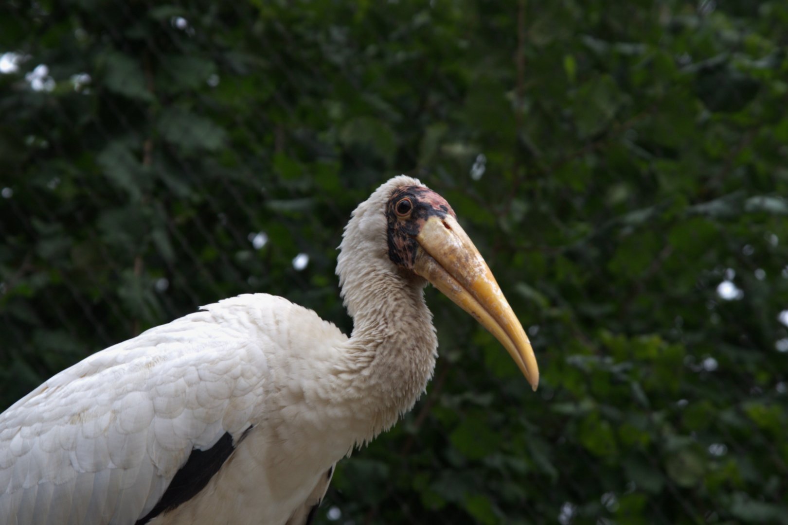 Milky Stork (Mycteria cinerea), 12-09-25