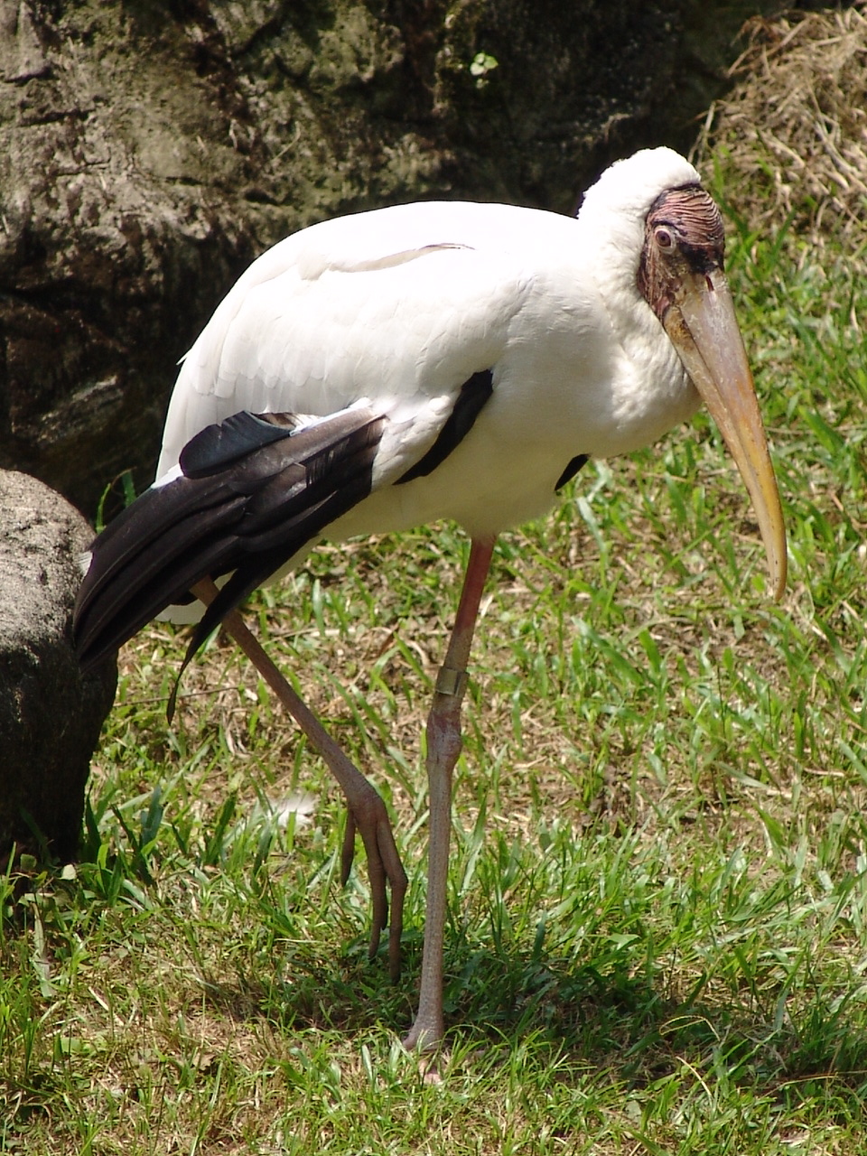 Milky Stork (Mycteria cinerea)