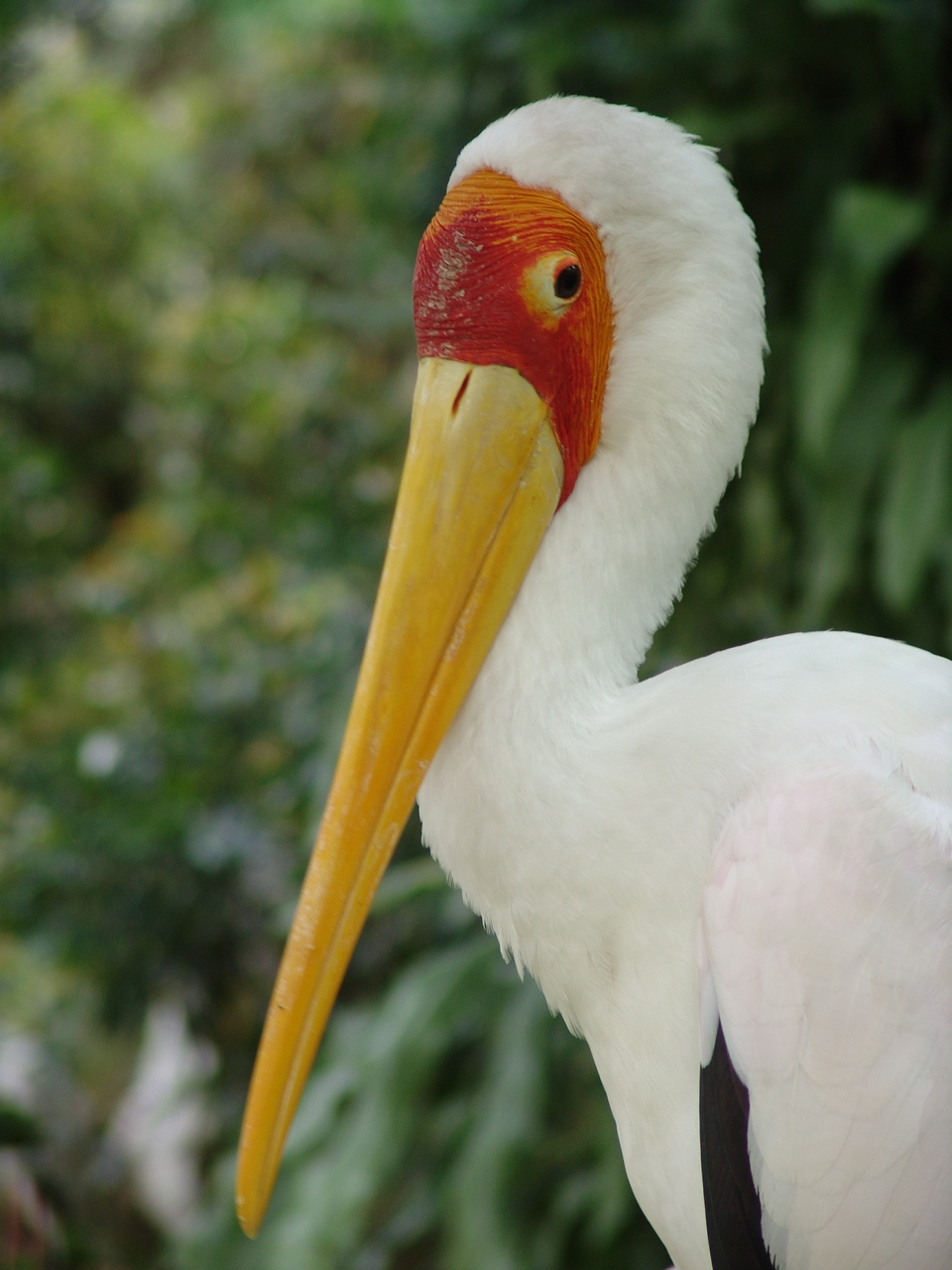 Milky Stork (Mycteria cinerea)