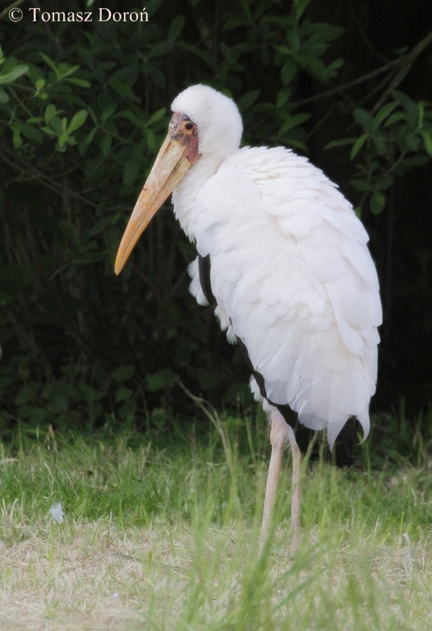 Milky Stork (Mycteria cinerea)
