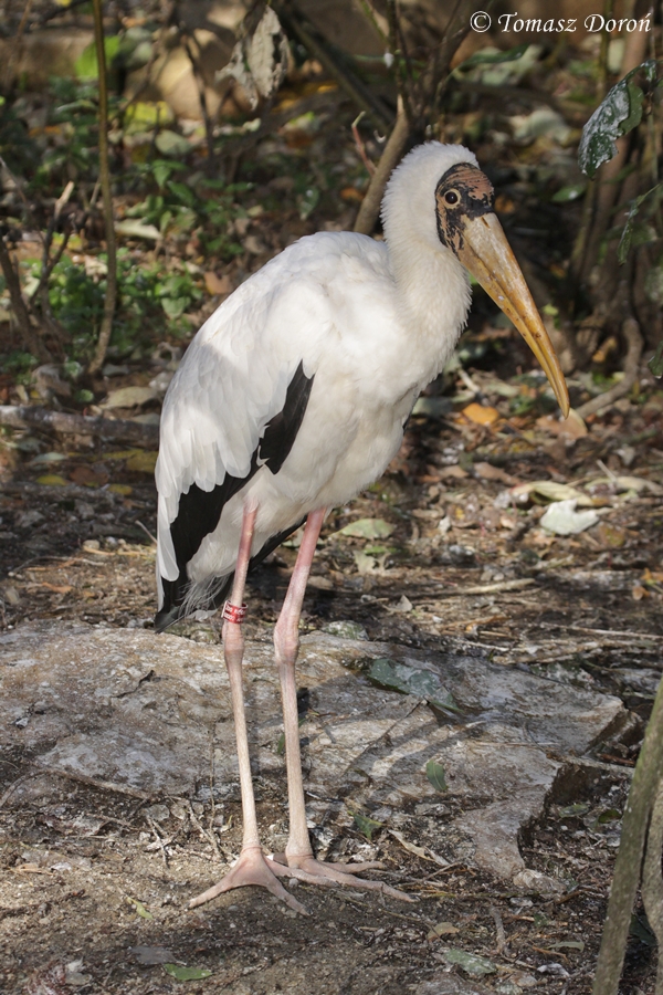 Milky Stork (Mycteria cinerea)