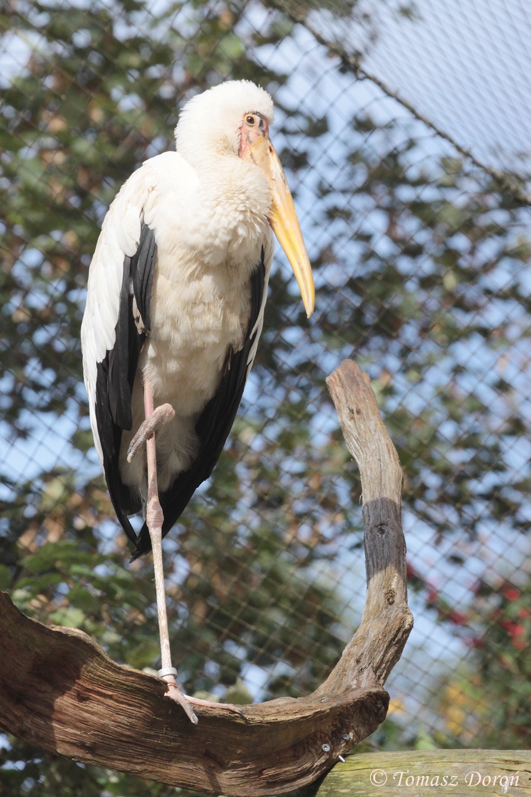 Milky Stork (Mycteria cinerea)