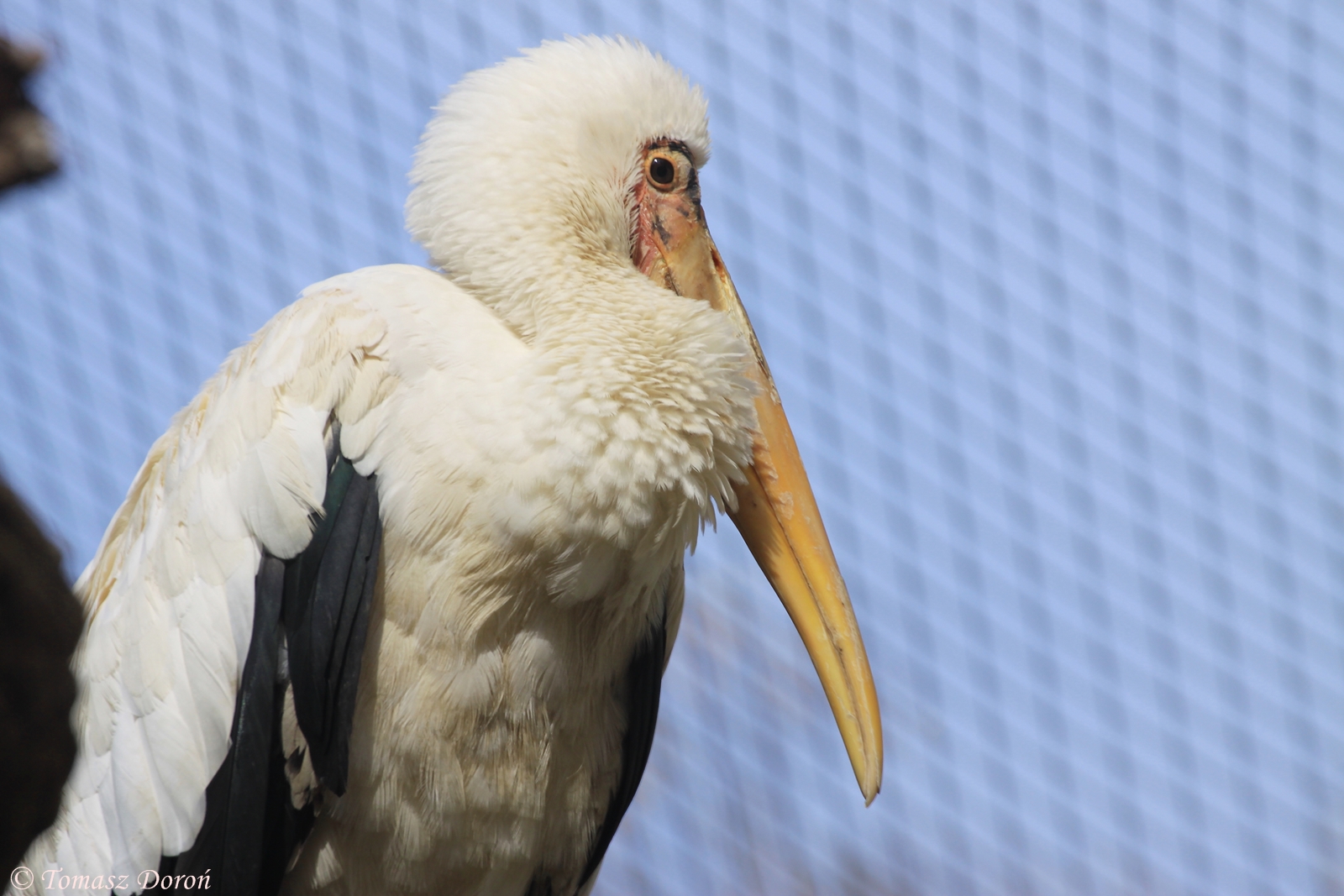 Milky Stork (Mycteria cinerea)