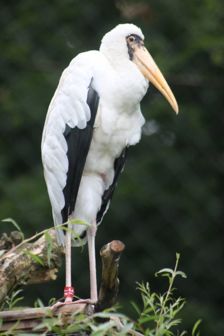 Milky stork (Mycteria cinerea)