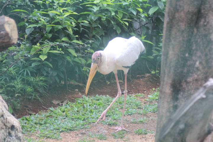 Milky stork (Mycteria cinerea)