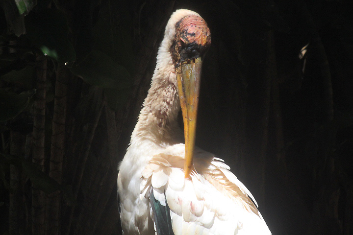 Milky stork (Mycteria cinerea)
