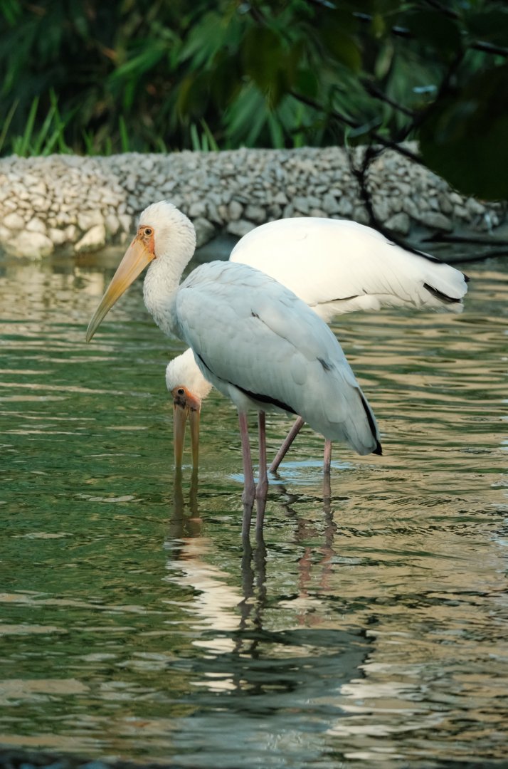 Milky Stork (Mycteria cinerea)