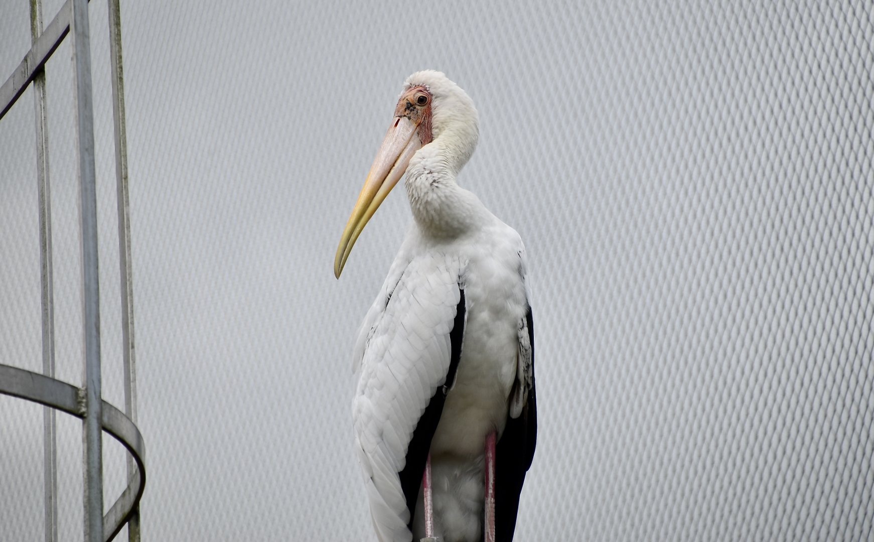 Milky Stork (Mycteria cinerea)