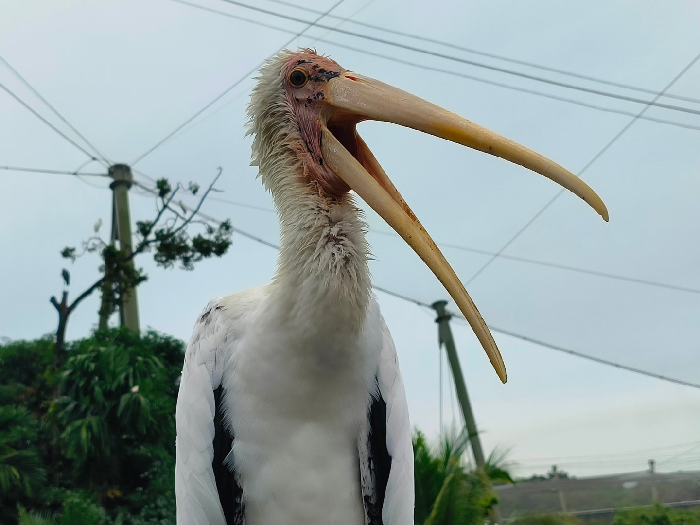 Milky Stork (Mycteria cinerea)