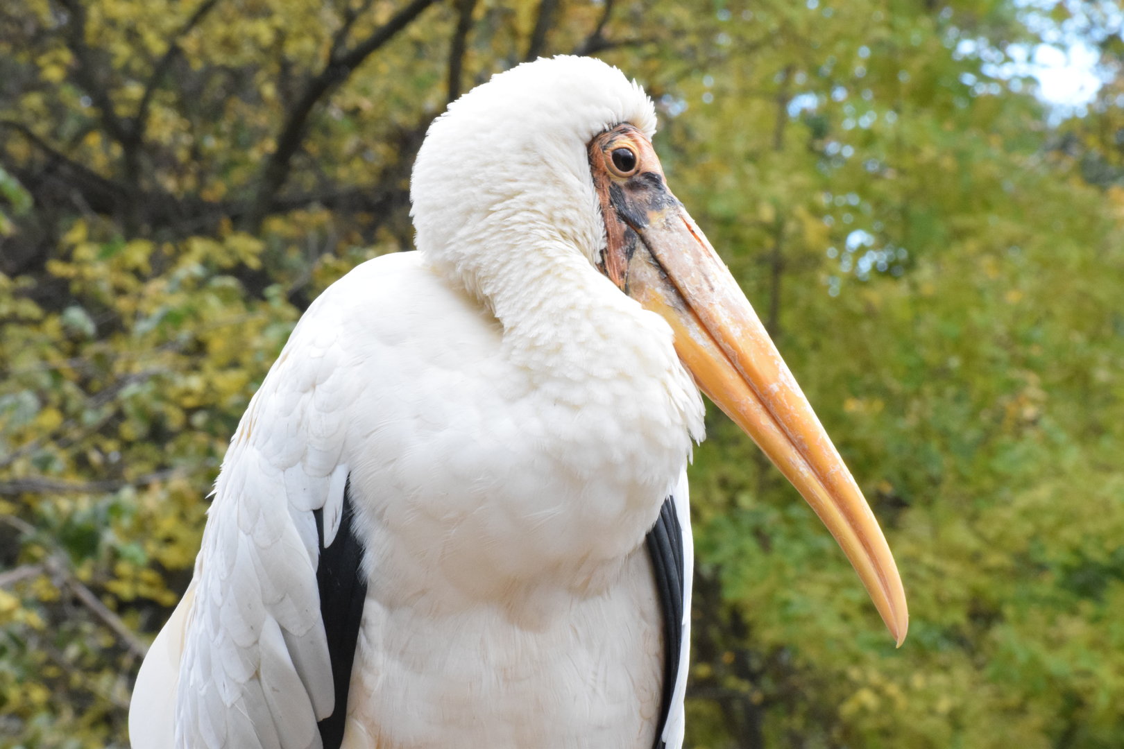 Milky stork - October 2023