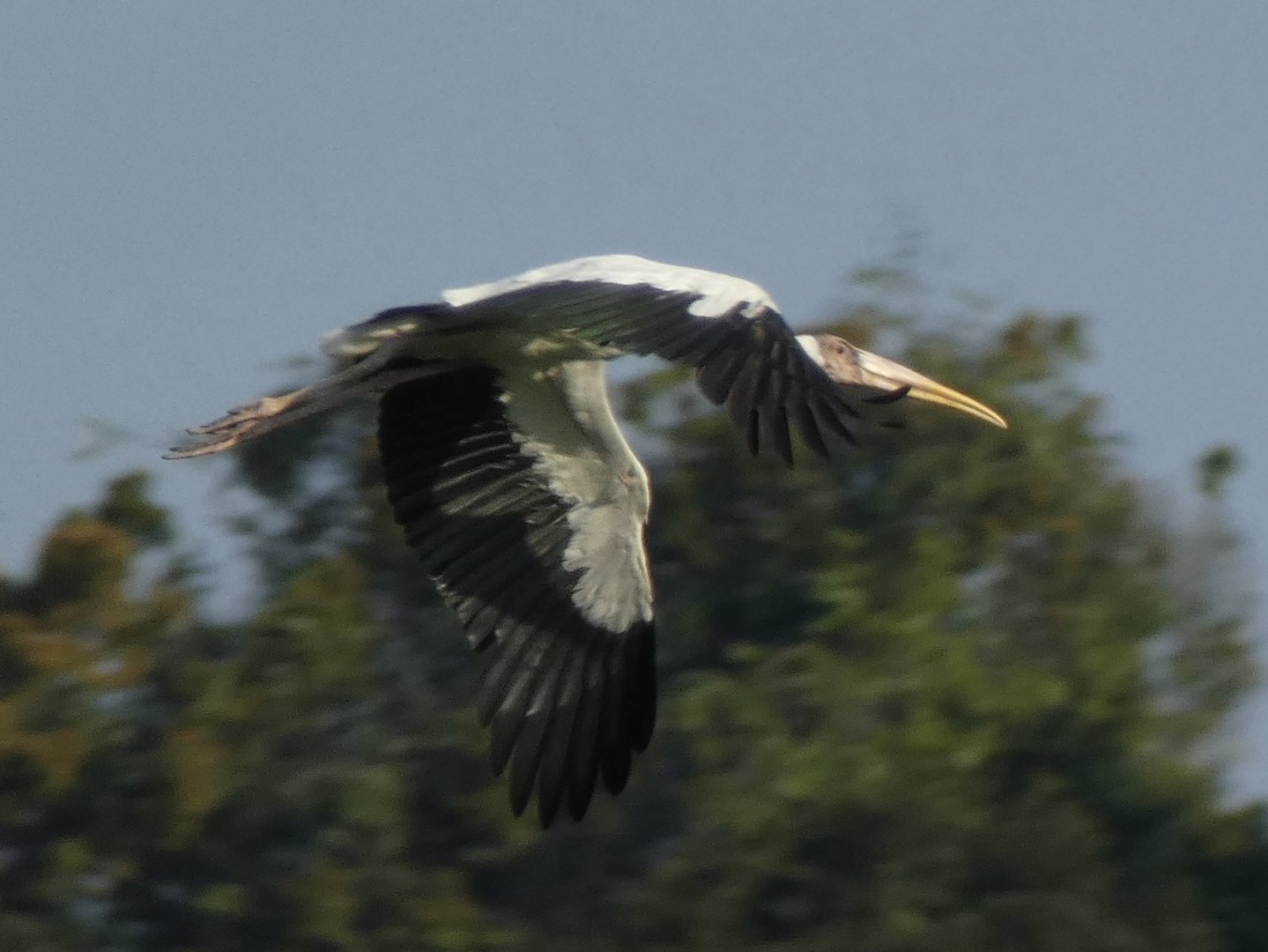 Milky stork or hybrid ?