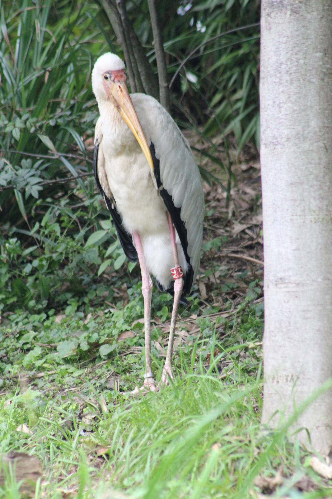 Milky stork or Yellow-billed stork?