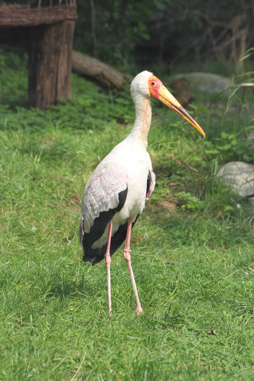 Milky stork or Yellow-billed stork?