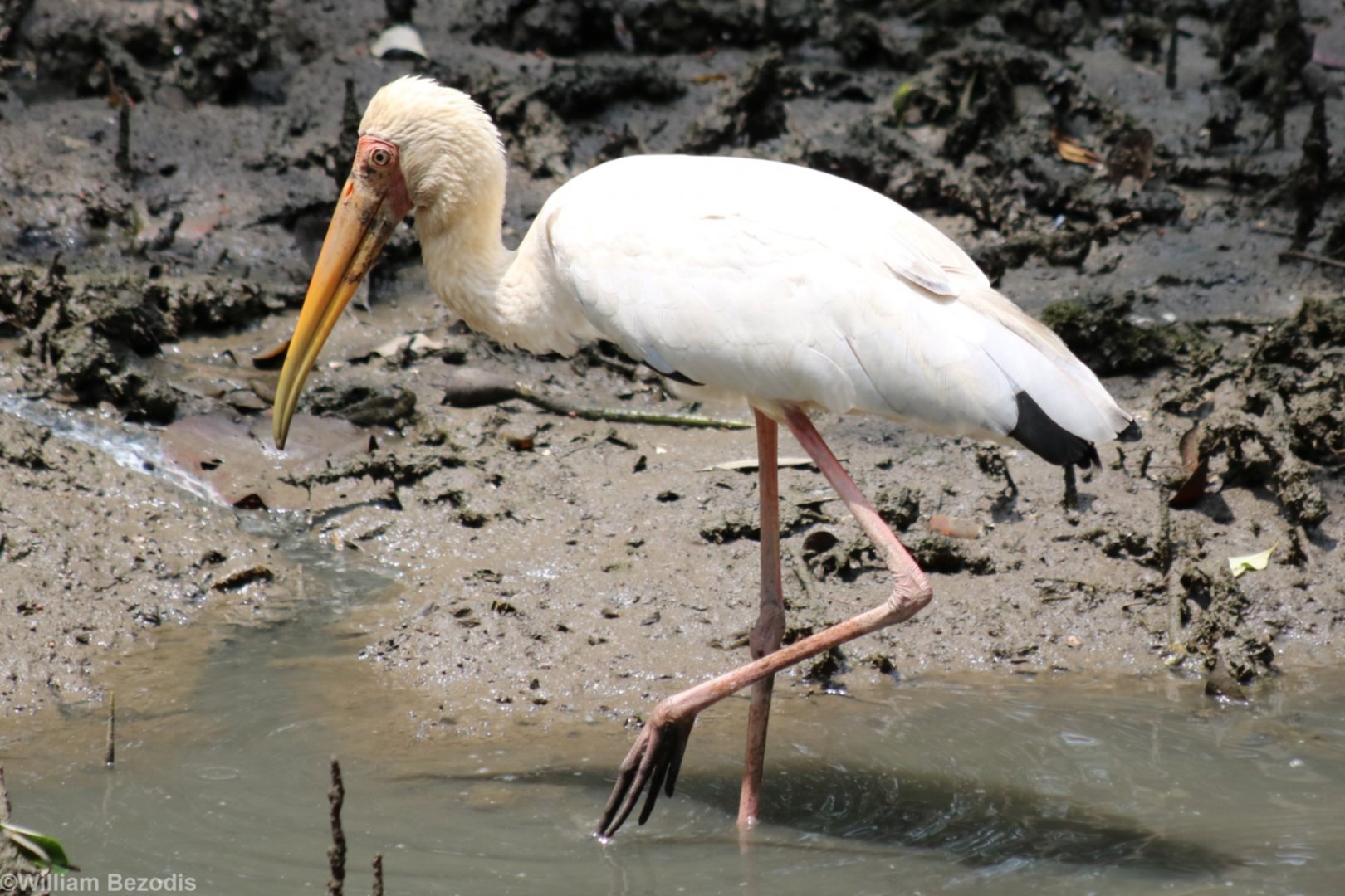 Milky Stork - Sungei Buloh