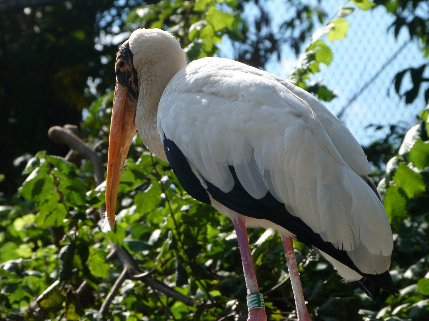 Milky stork -Zoo Praha (2025)