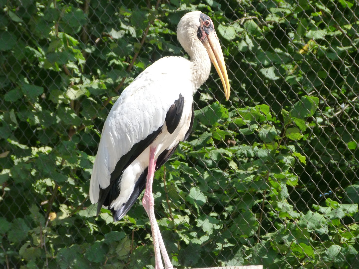 Milky stork -Zoo Praha (2025)