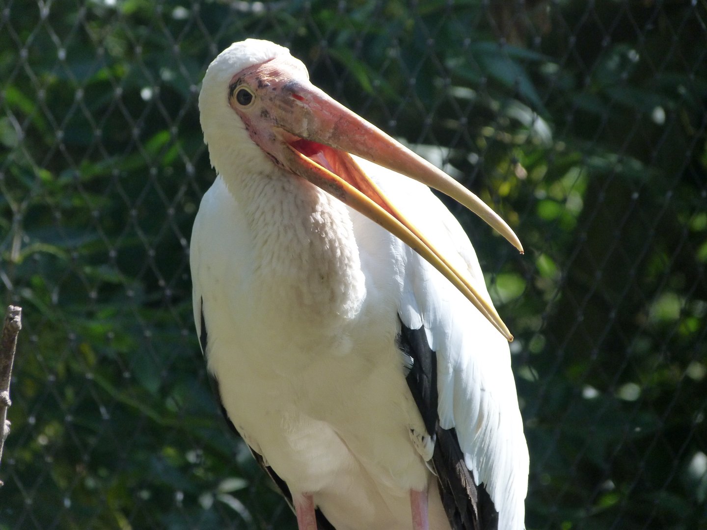 Milky stork -Zoo Praha (2025)