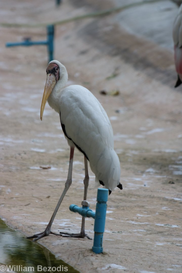 Milky Stork