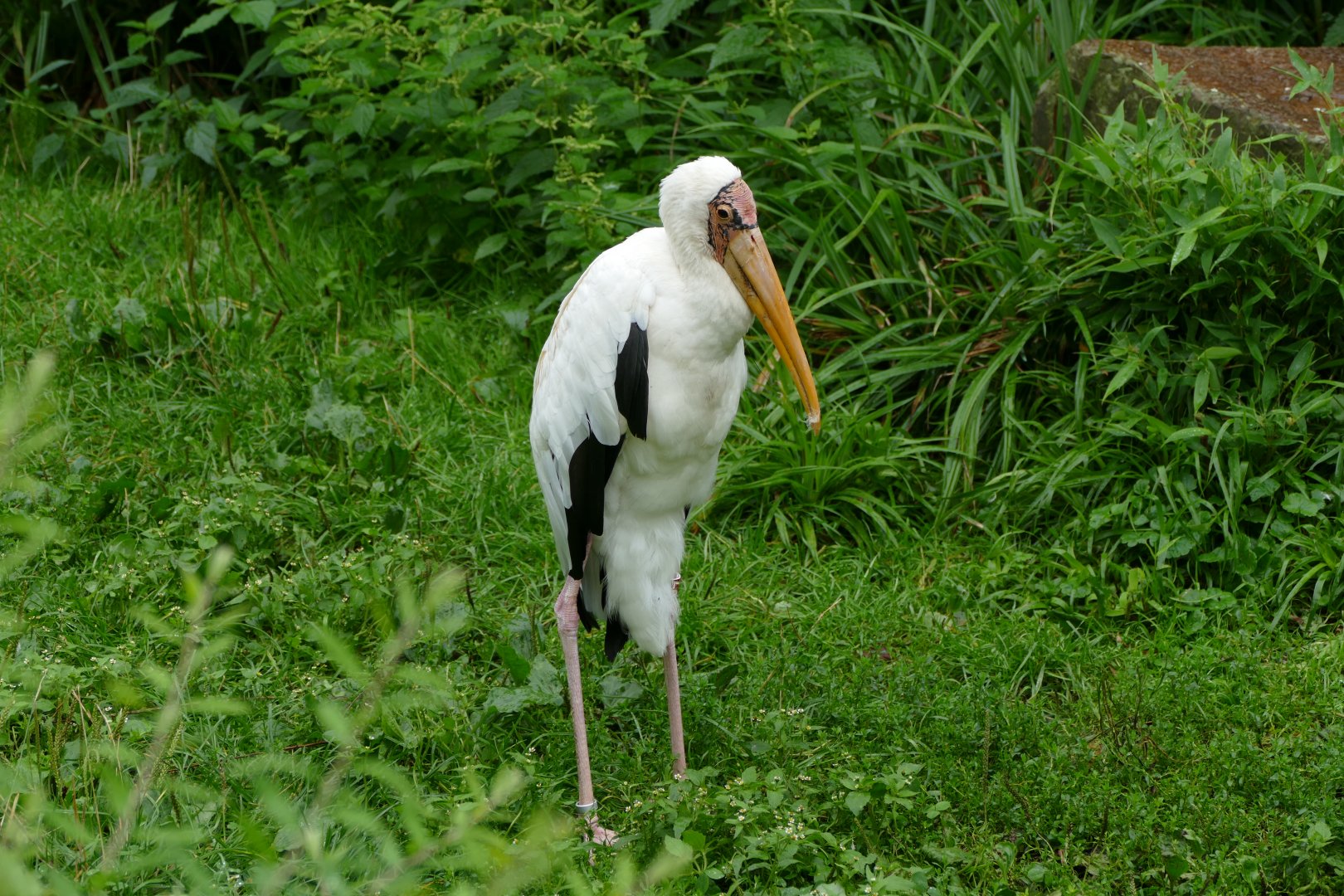 Milky stork