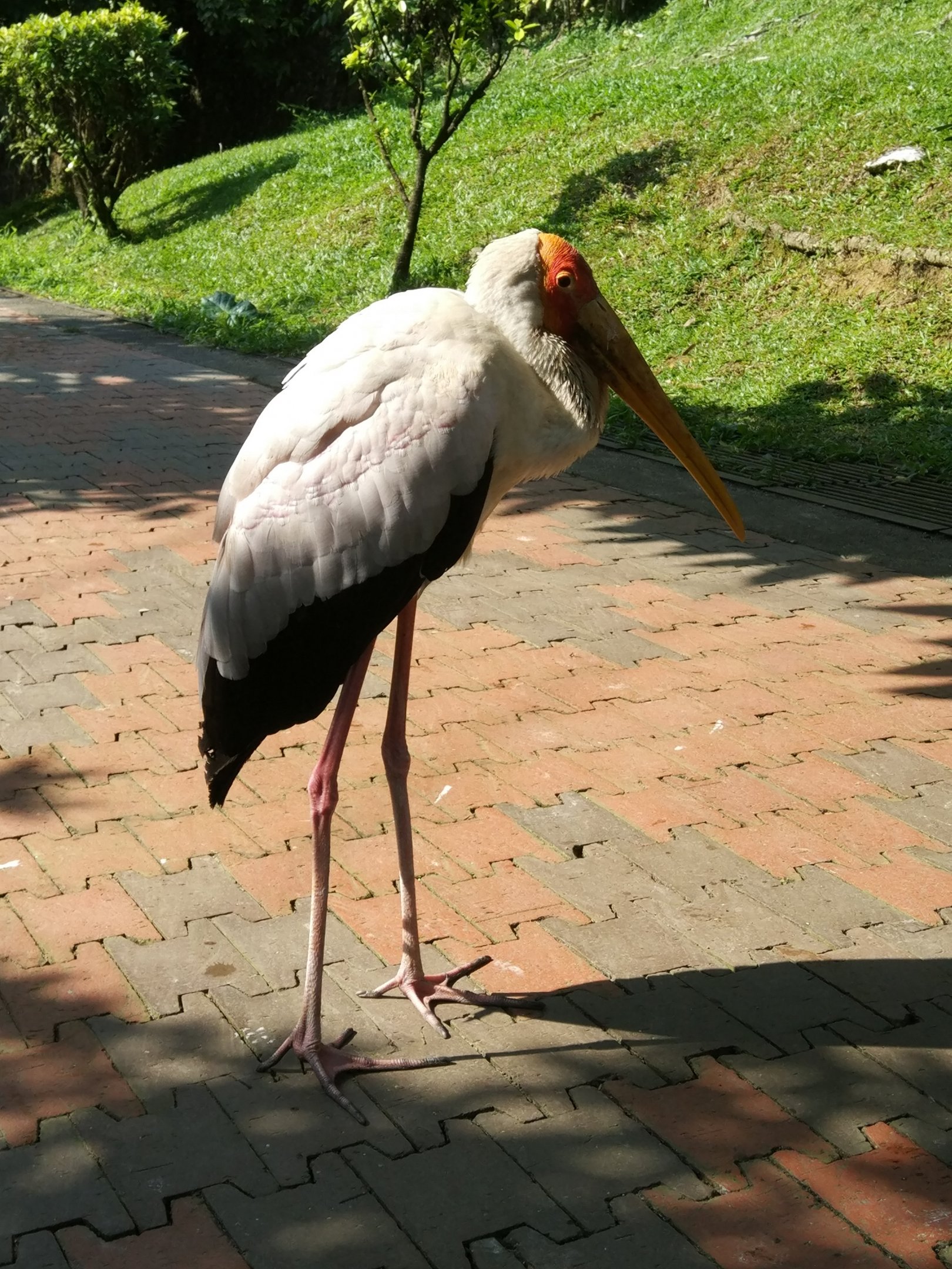 Milky stork