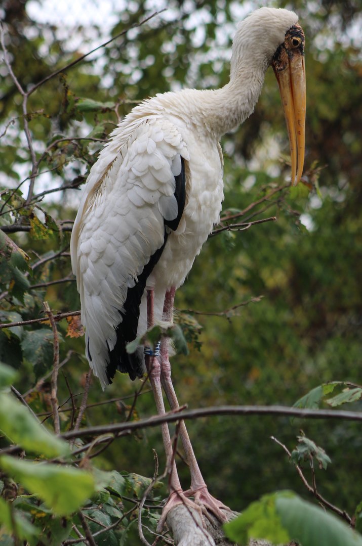 Milky stork