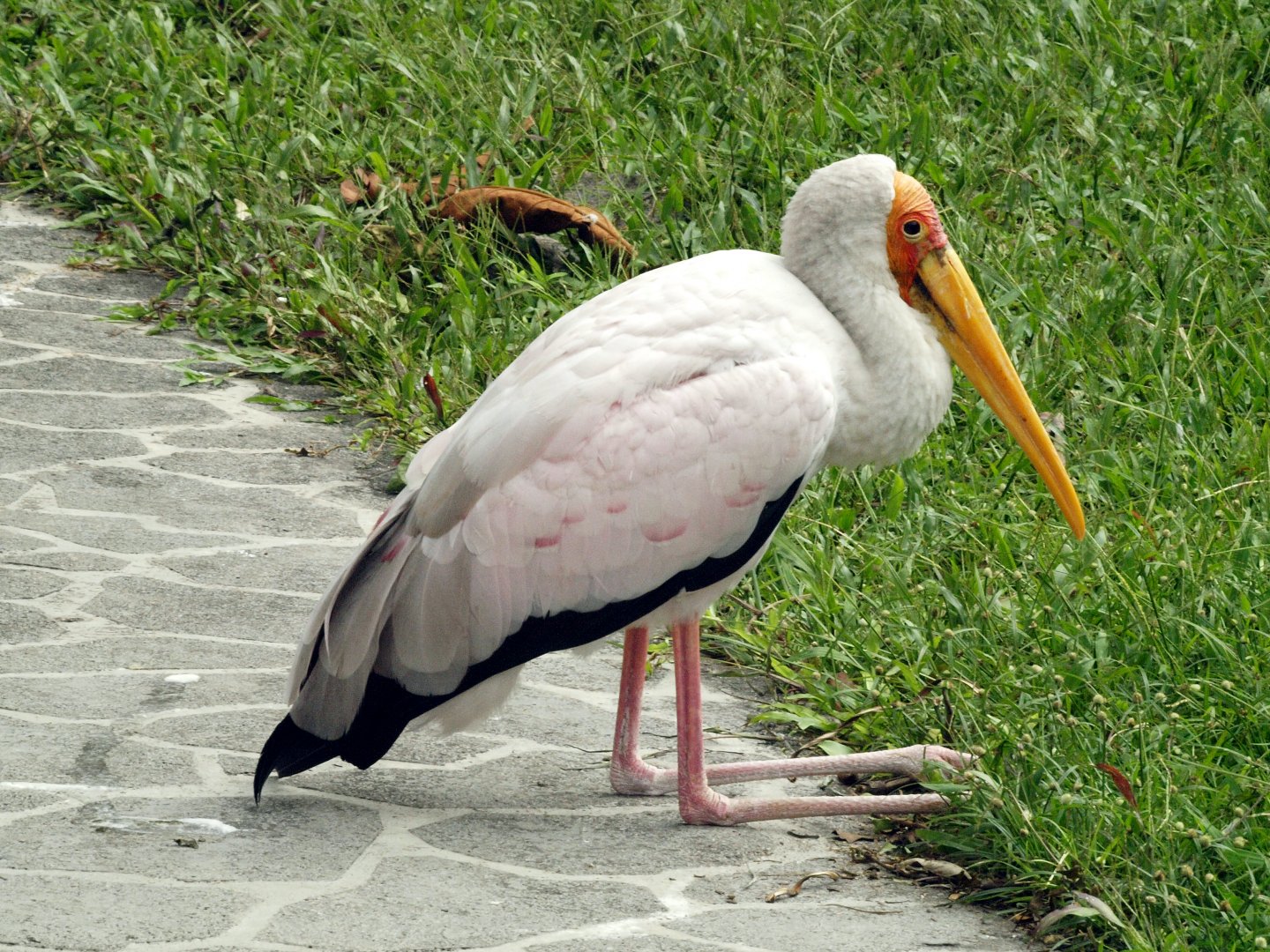 Milky stork