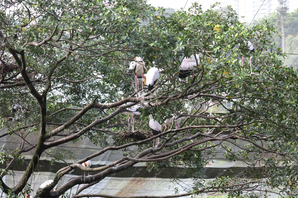 Milky Storks breeding