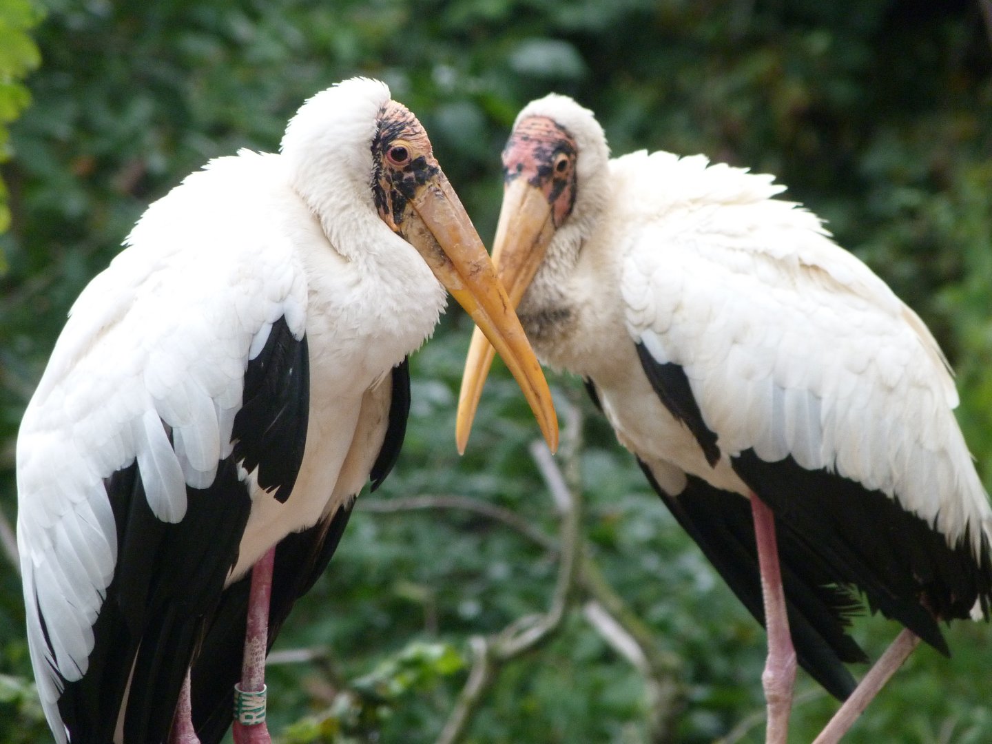 Milky storks -Zoo Praha (2025)