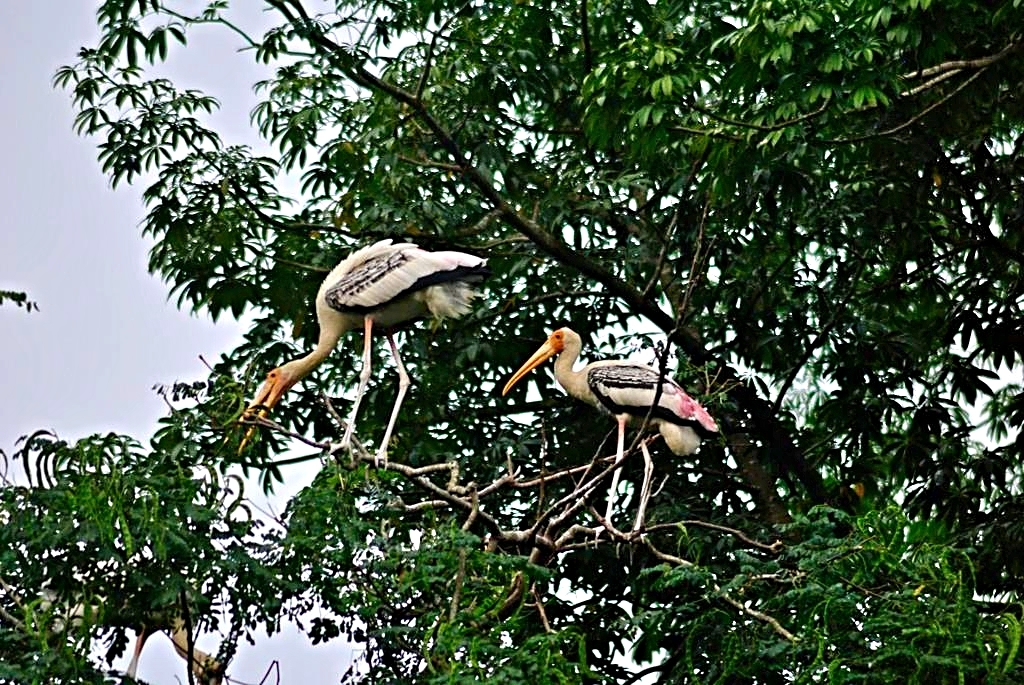 Milky storks