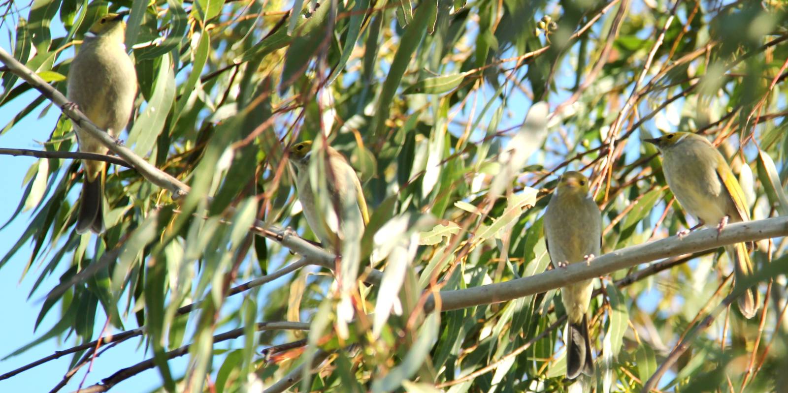 Mill Park Lakes, Victoria, Australia