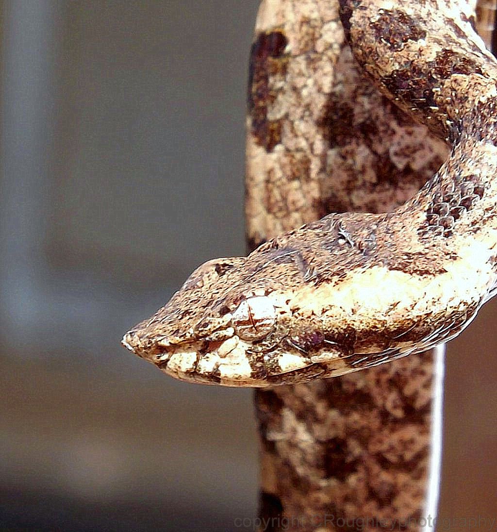 Millards hump nosed viper