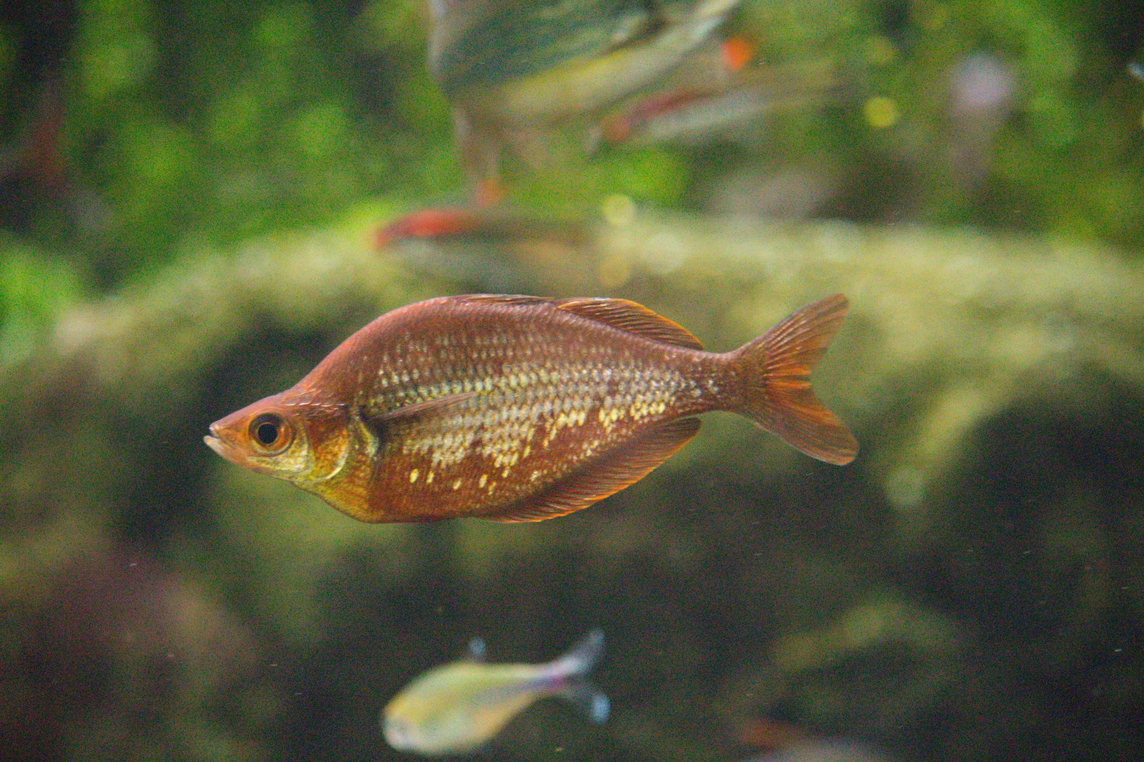 Millennium rainbowfish (Glossolepis pseudoincisus)