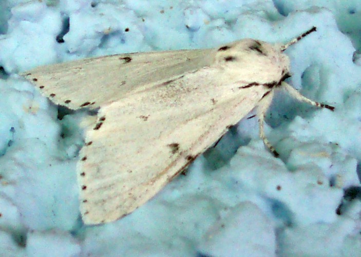 Miller (Acronicta leporina)