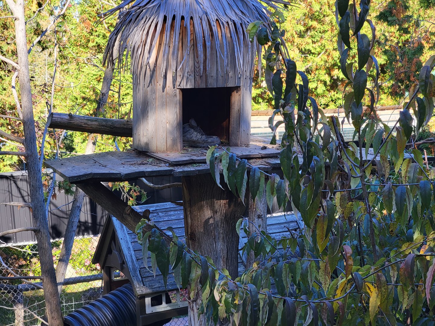 Miller Zoo - A home for a shoe :) Coati (South American and white-nosed)