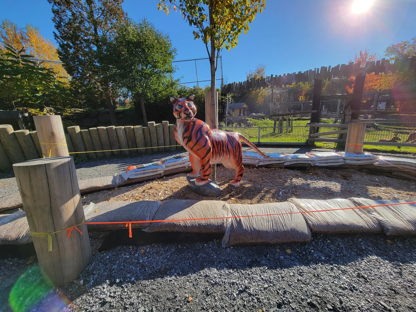 Miller Zoo - A tiger art