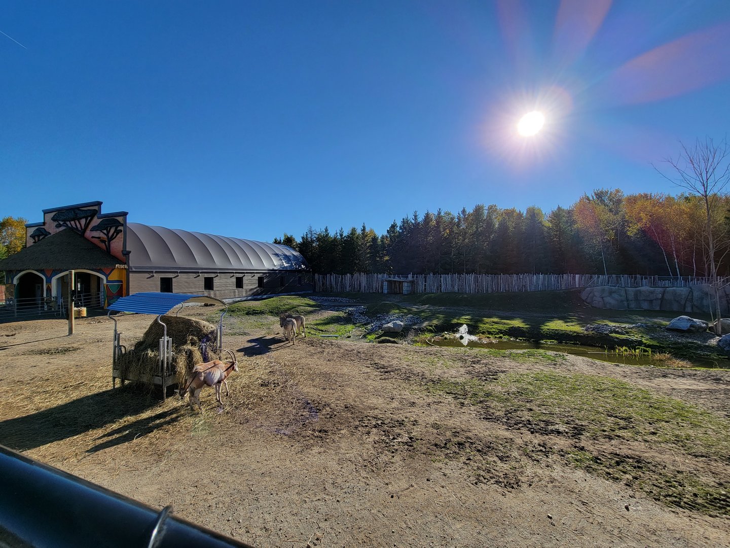 Miller Zoo - African savanna (Chapman's zebra, common eland, scimitar oryx)