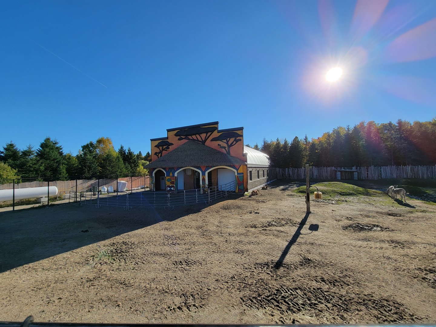 Miller Zoo - African savanna (Chapman's zebra, common eland, scimitar oryx)