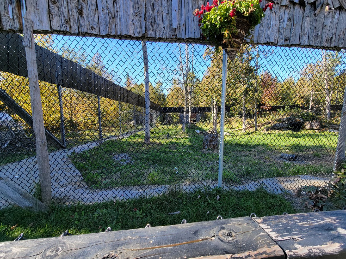 Miller Zoo - American black bears