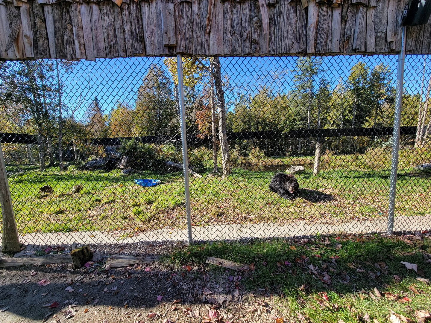 Miller Zoo - American black bears
