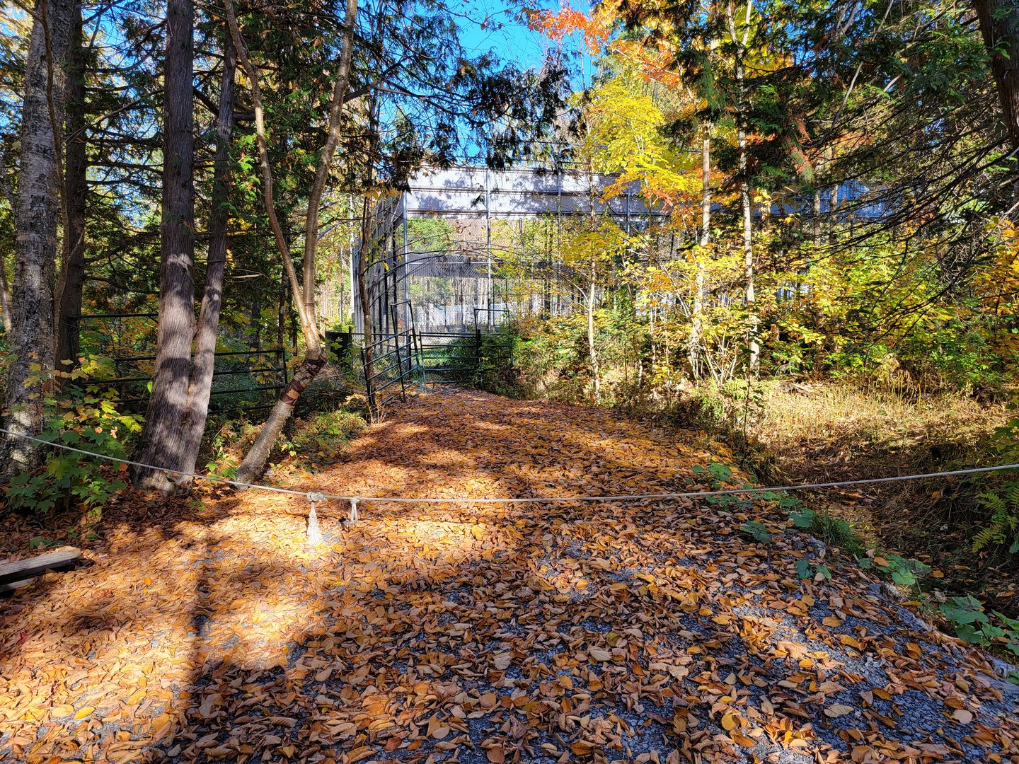 Miller Zoo - Back corner of white lion yard