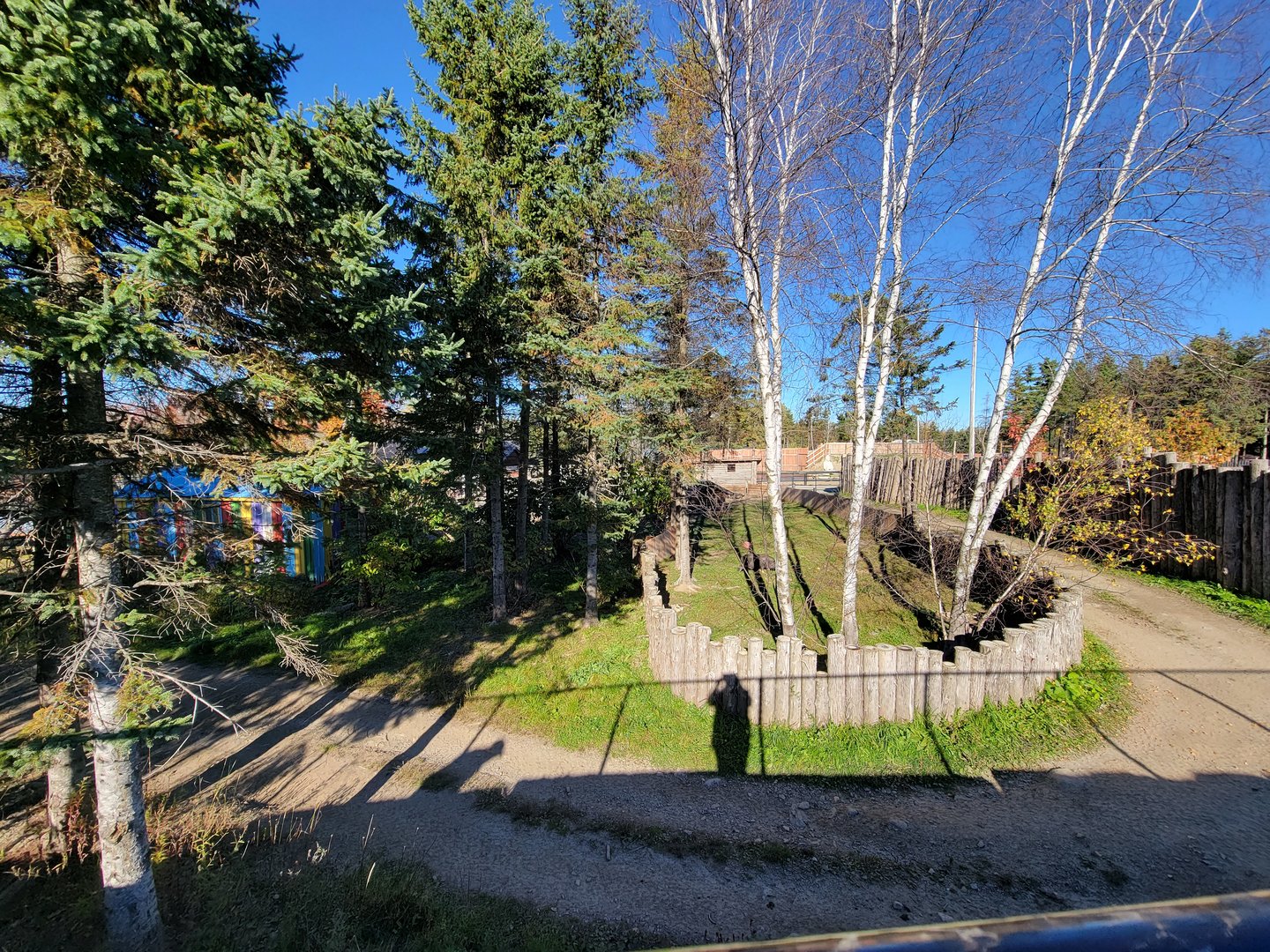 Miller Zoo - Back of potbelly pigs