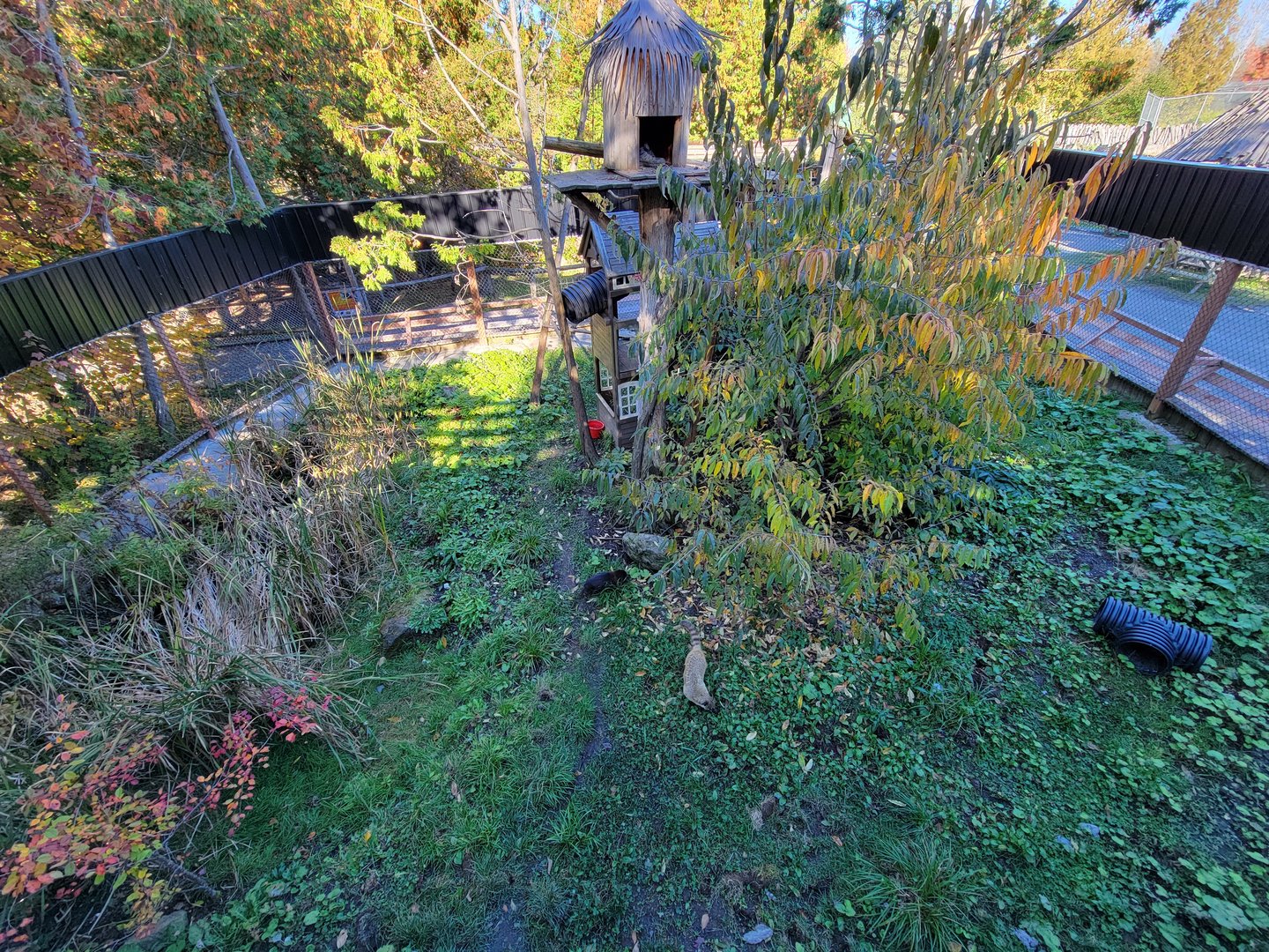 Miller Zoo - Coati (South American and white-nosed)