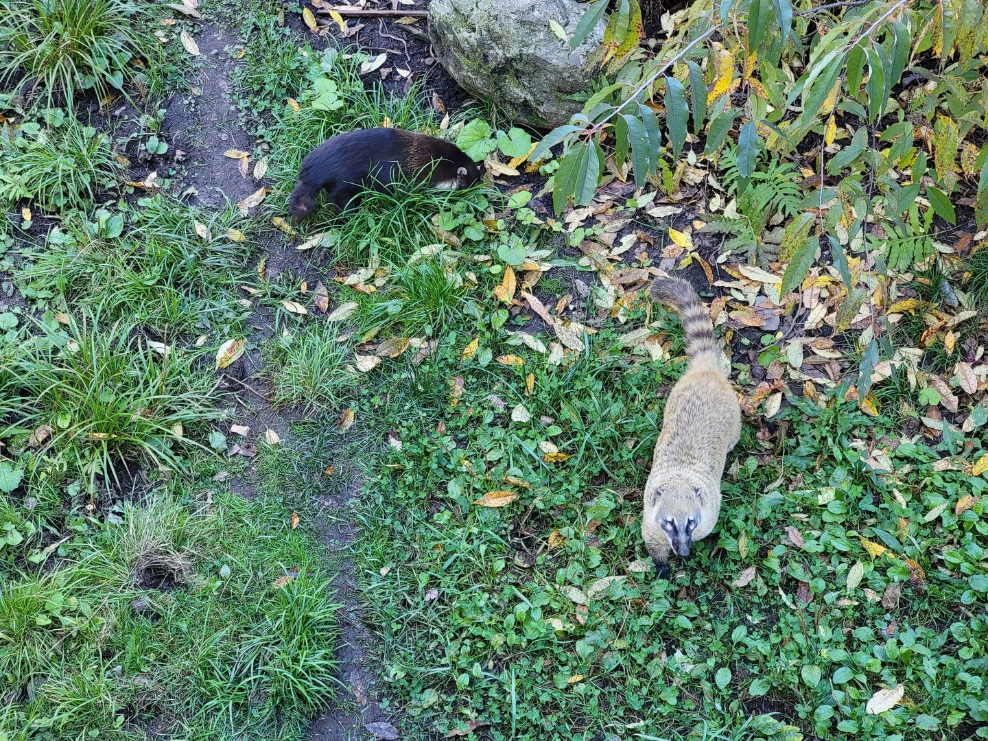 Miller Zoo - Coati (South American and white-nosed)